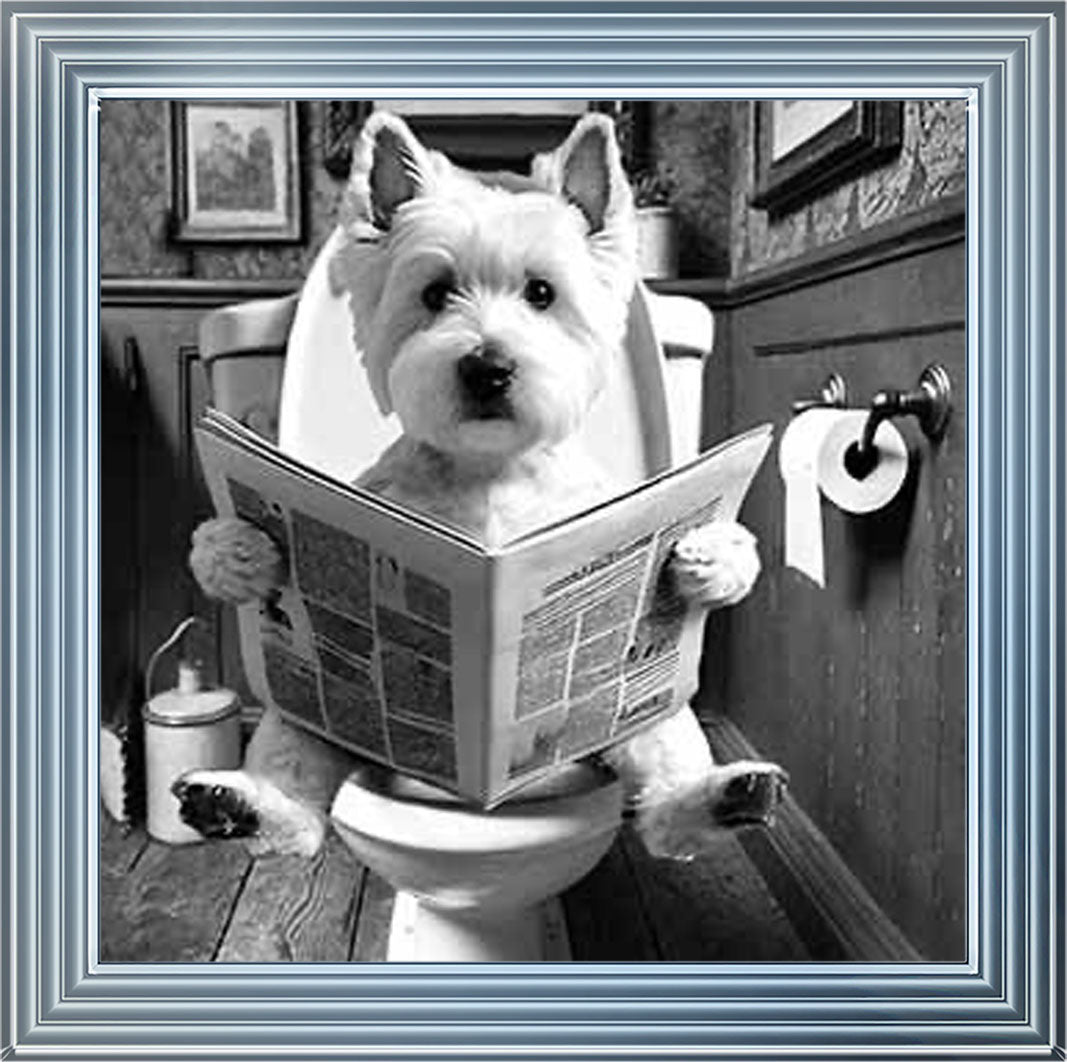 AN2122-B&W WESTIES ON THE TOILET