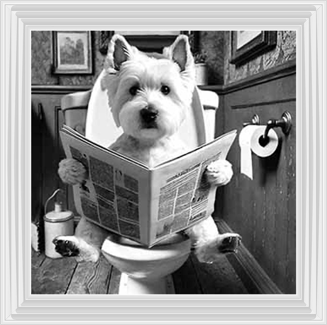 AN2122-B&W WESTIES ON THE TOILET
