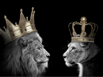 AN218 LION KING AND QUEEN
