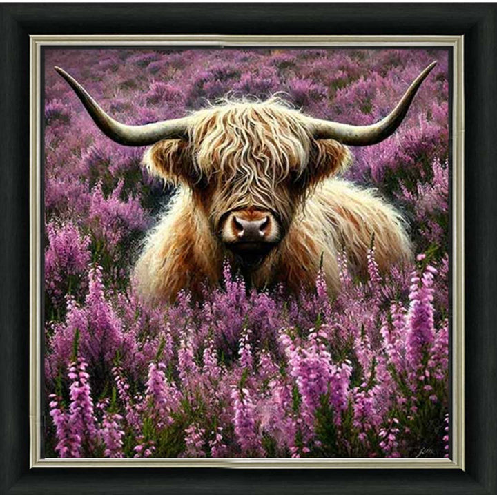 AN2240 Calluna Highland Coo