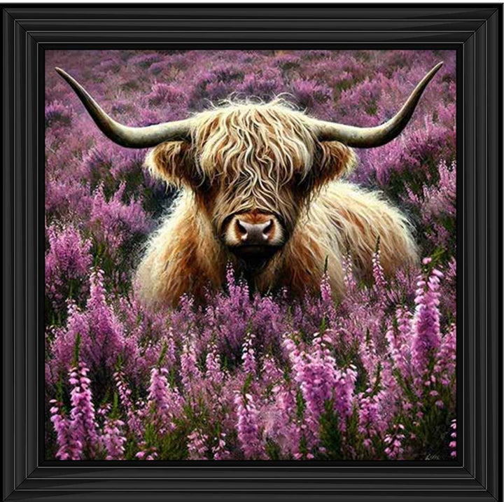 AN2240 Calluna Highland Coo