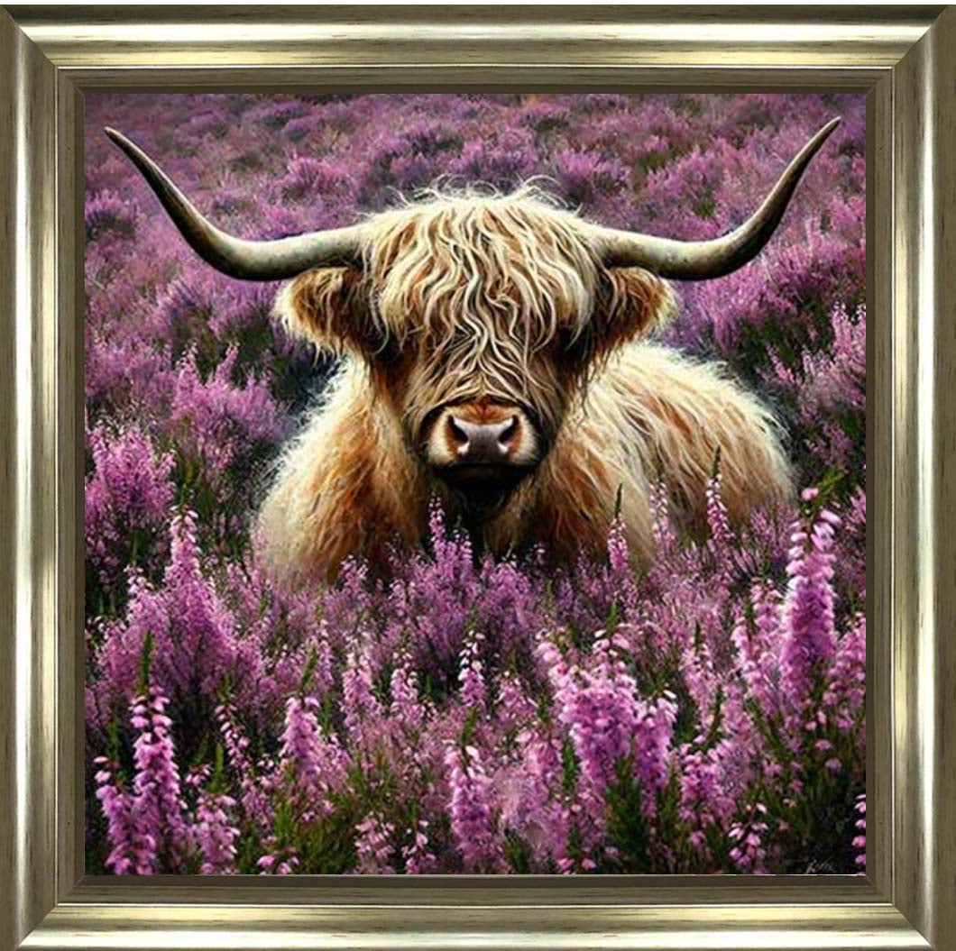 AN2240 Calluna Highland Coo