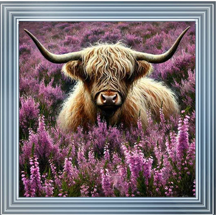 AN2240 Calluna Highland Coo
