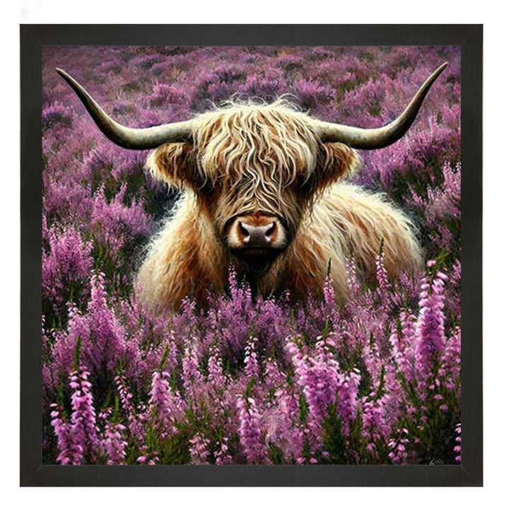 AN2240 Calluna Highland Coo