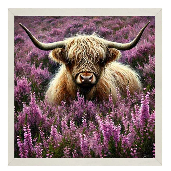 AN2240 Calluna Highland Coo