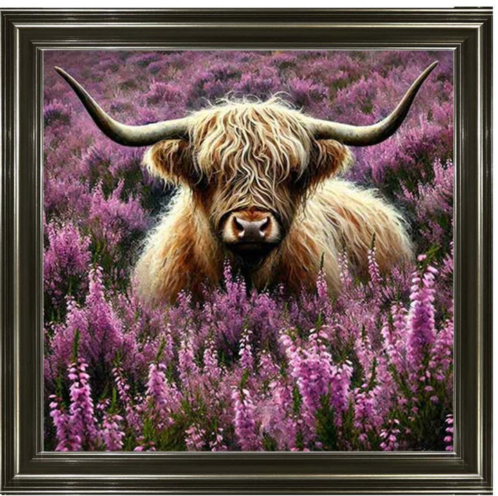AN2240 Calluna Highland Coo