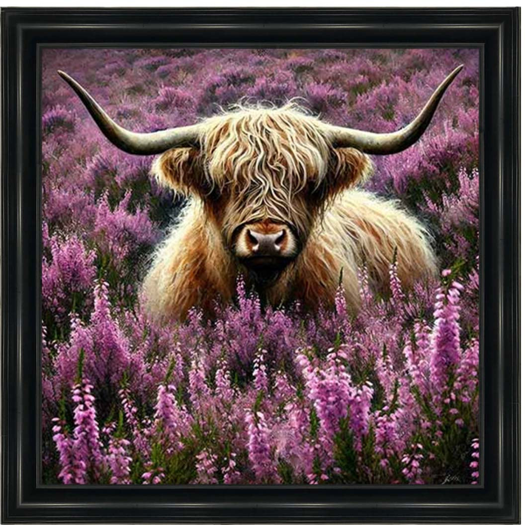 AN2240 Calluna Highland Coo