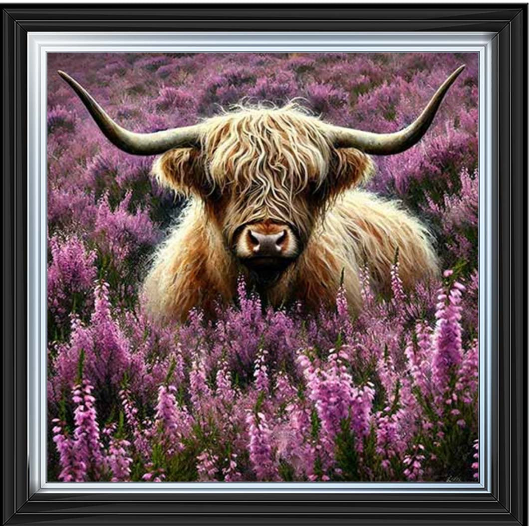 AN2240 Calluna Highland Coo