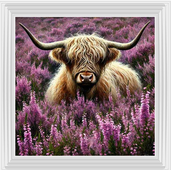 AN2240 Calluna Highland Coo