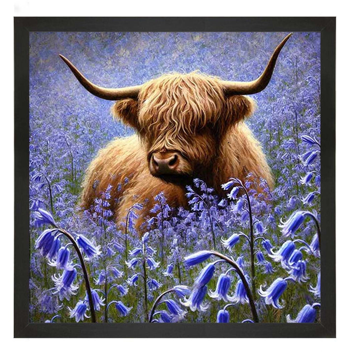 AN2241 Bluebells Highland Coo
