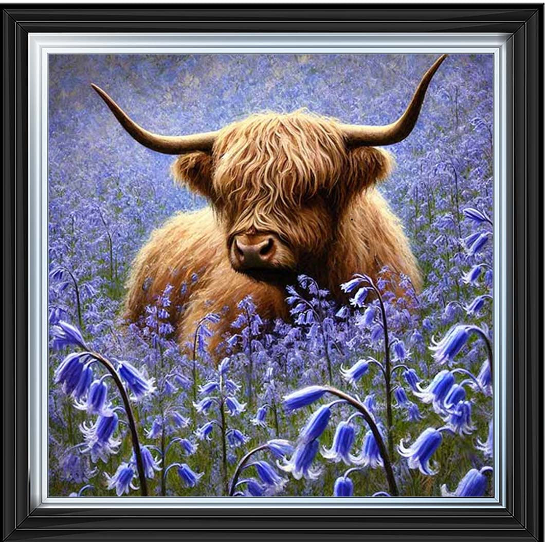 AN2241 Bluebells Highland Coo