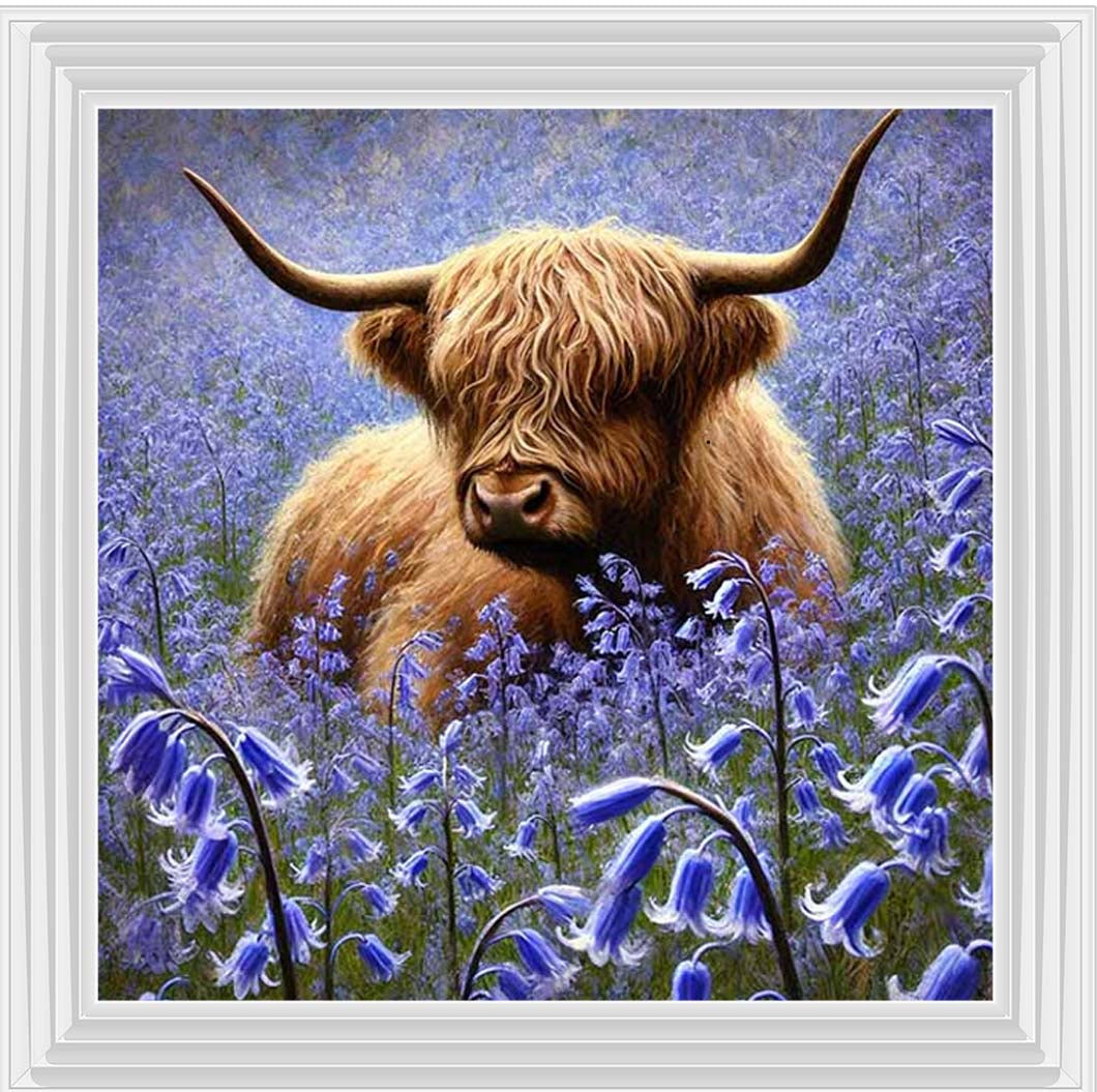 AN2241 Bluebells Highland Coo