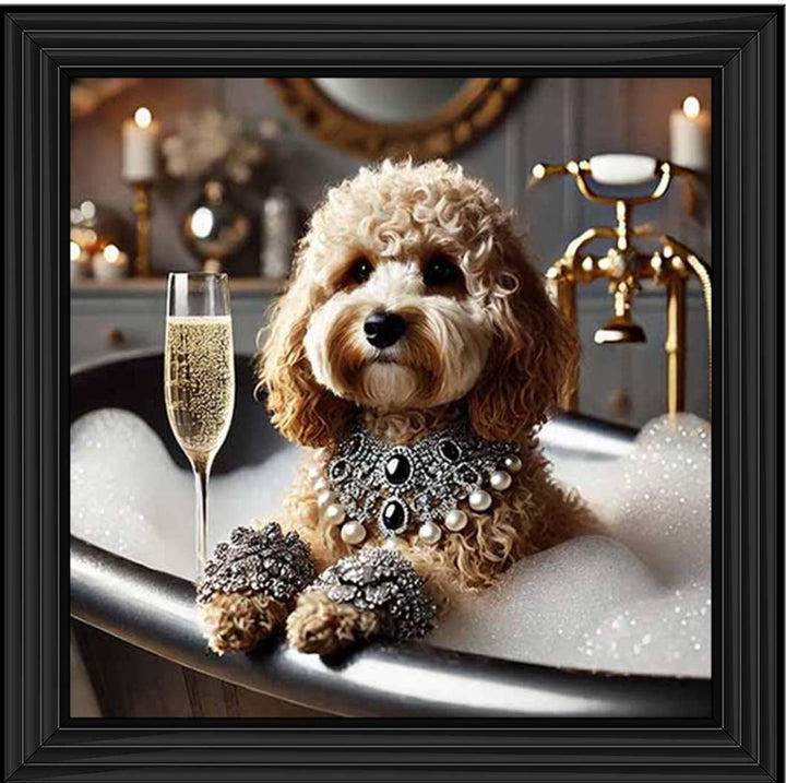 AN2254 Glamorous Cockapoo