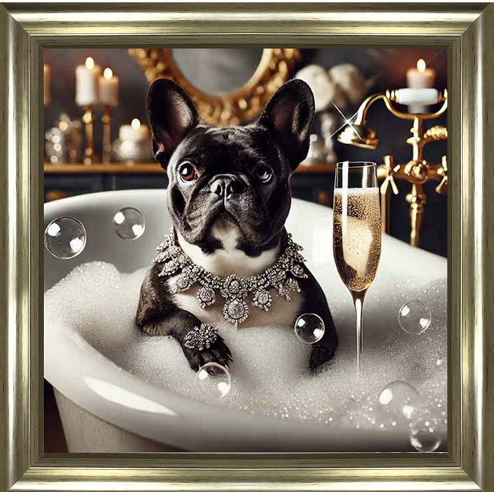AN2256 Glamorous French Bulldog