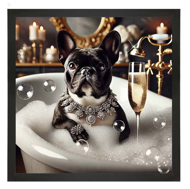 AN2256 Glamorous French Bulldog