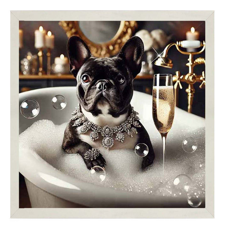 AN2256 Glamorous French Bulldog