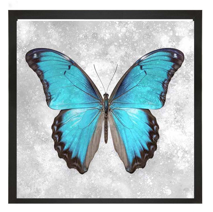 AN2413 Blue Butterfly