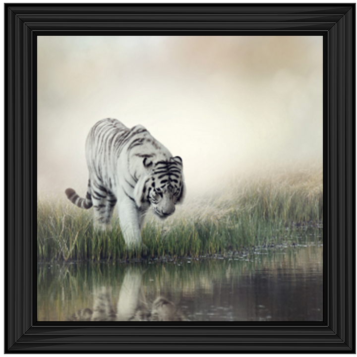 White Tiger Reflection