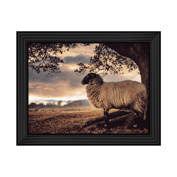 Sheep Under The Tree