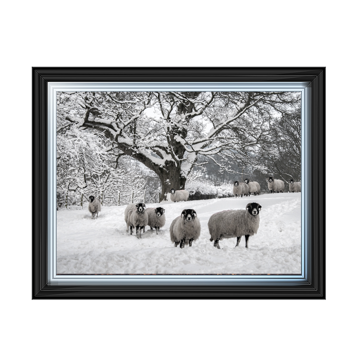 Sheep In The Snow