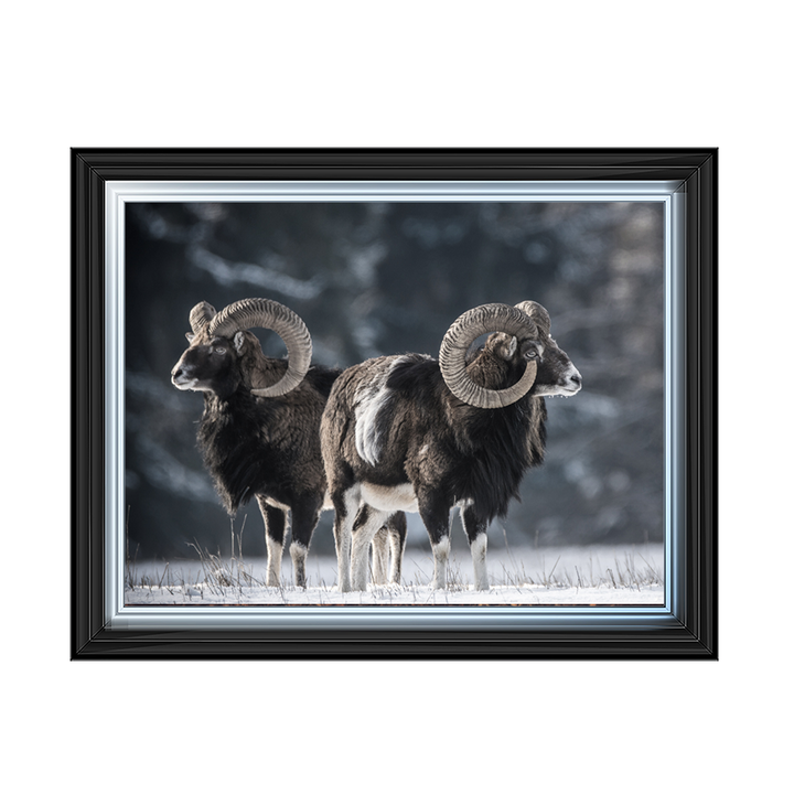 Ram In The Snow