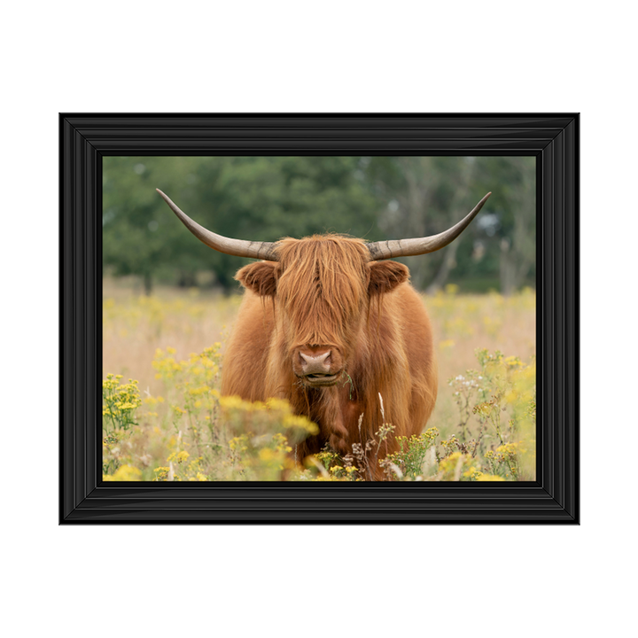Highland Cow In The Meadow