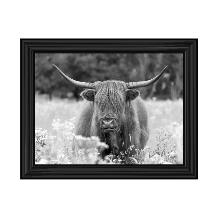 AN507 Highland Cow In The Meadow B&W