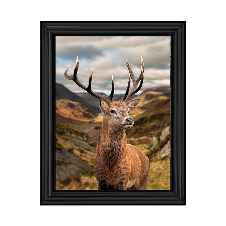 AN520 Stag of the highlands