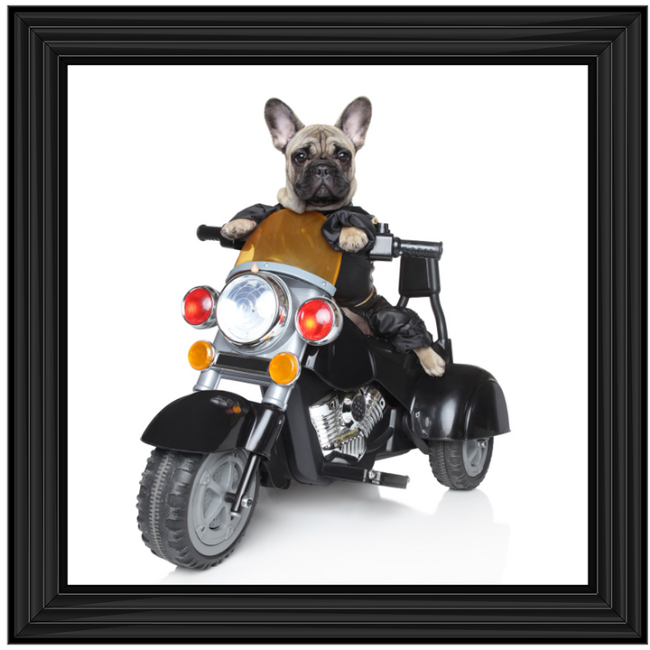 AN521 Pug on Bike
