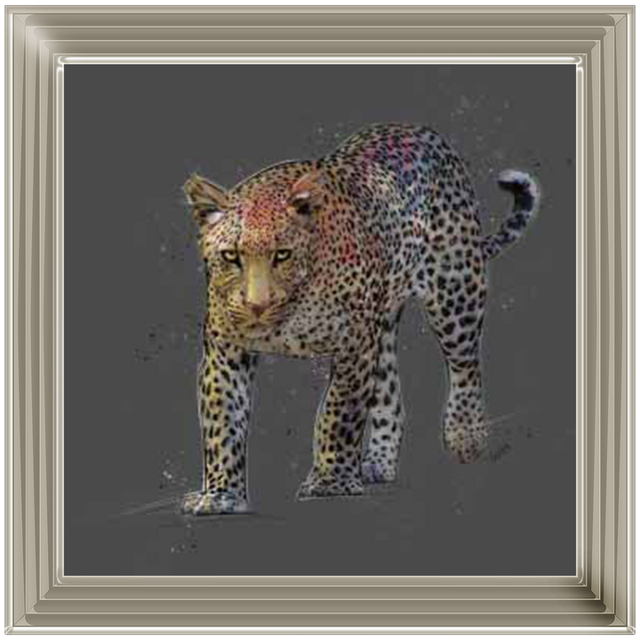 AN553 Lone Cheetah