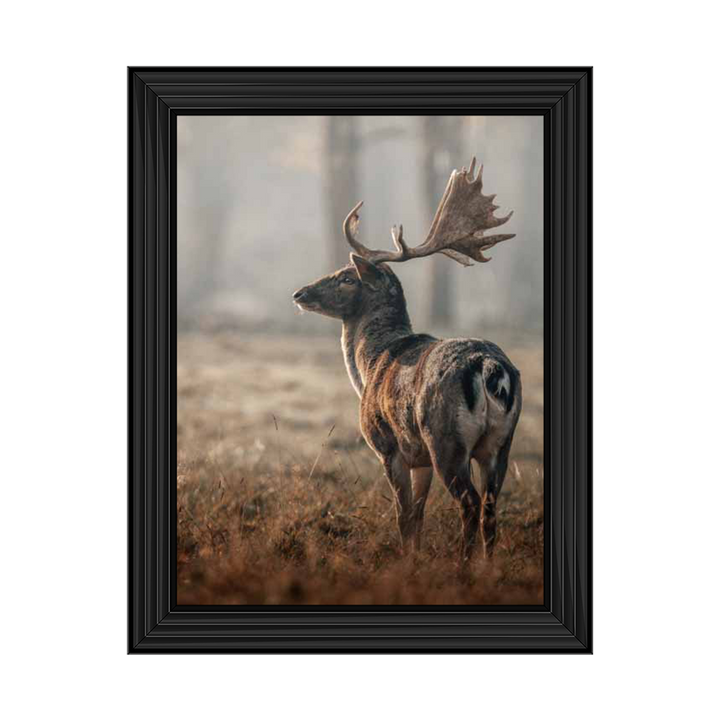 Magnificent Stag
