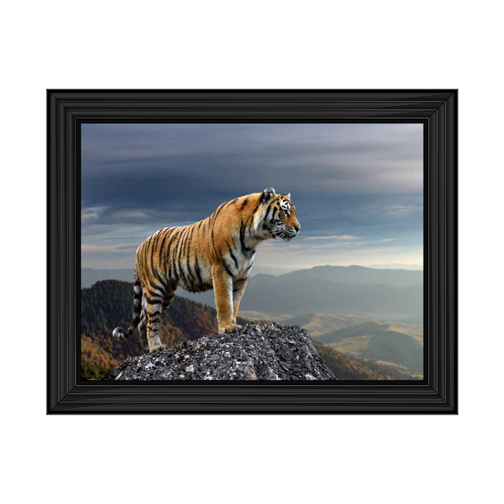 King of the rock