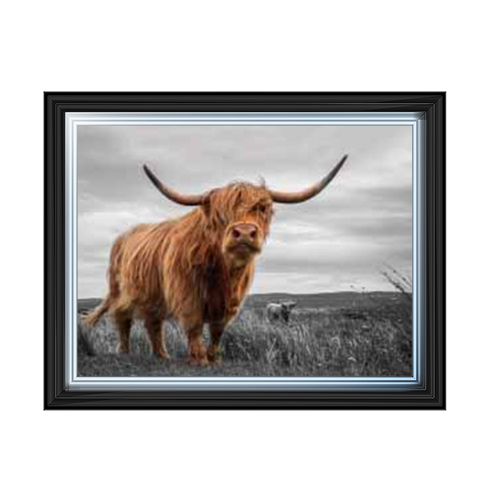 Cows in the highlands