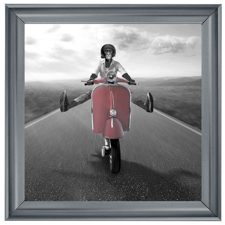 Vesper Monkey (PINK)