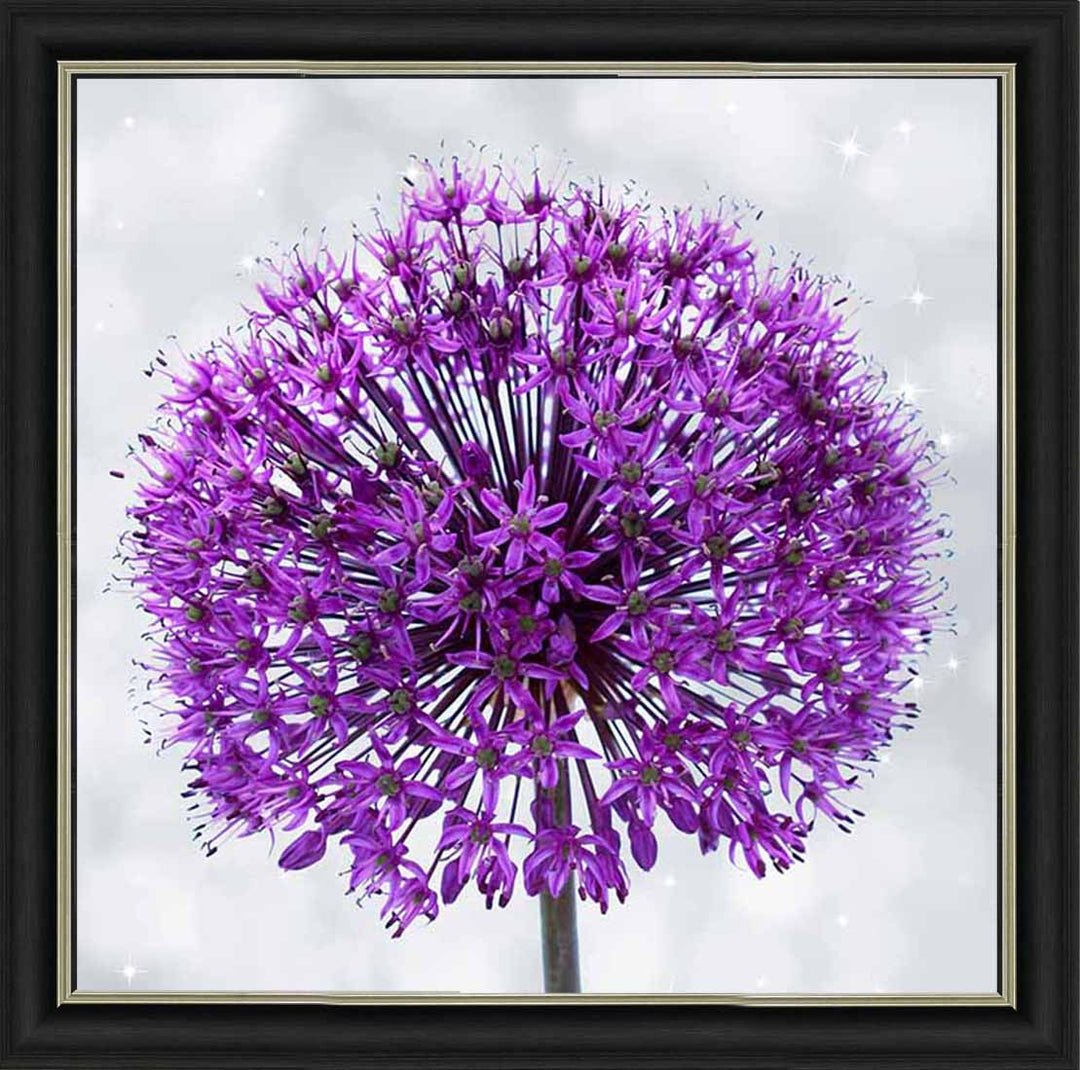 FL493 PURPLE ALLIUM