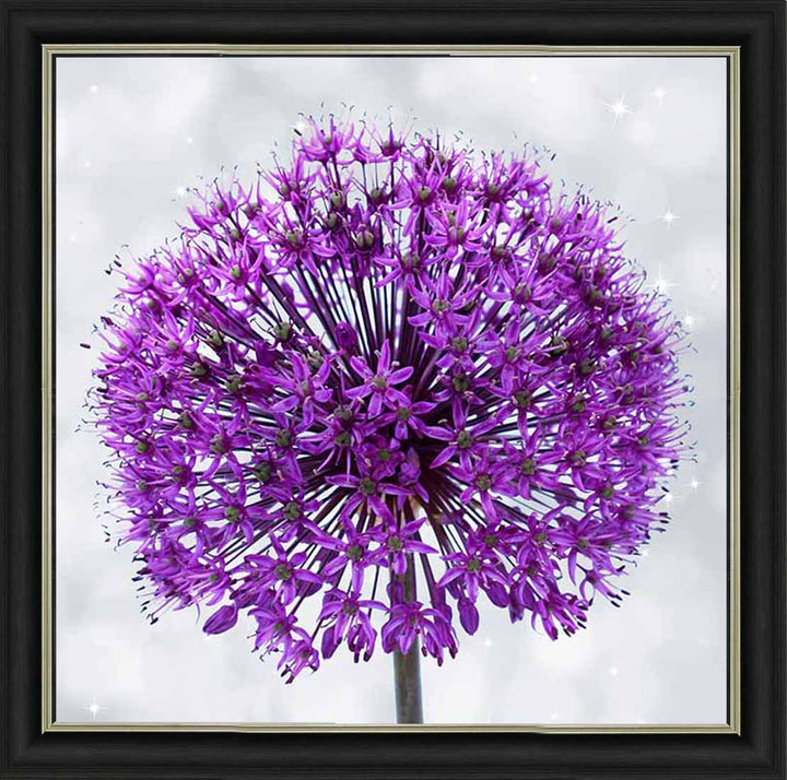 FL493 PURPLE ALLIUM