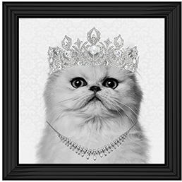 Cat AN057