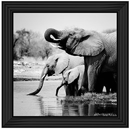 AN037 Namibia Elephants