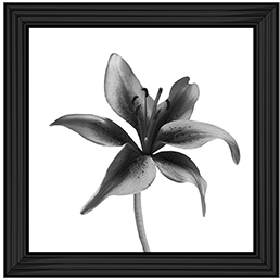 FL012 Lily