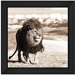 AN046 African Animals Series - Lion A