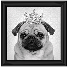 AN056 Pug