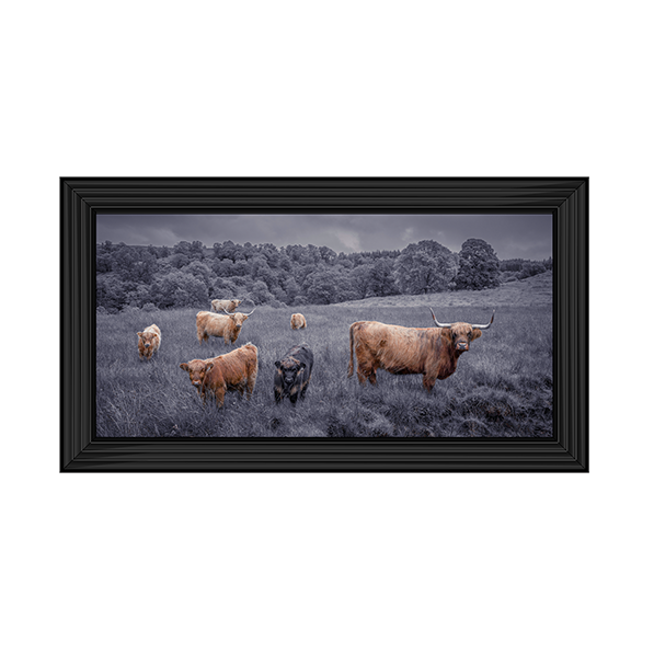 Highland Cows Black & White
