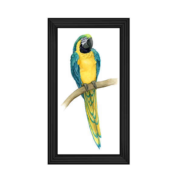 Teal Macaw II