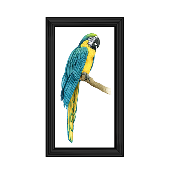 Teal Macaw I