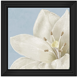 FL018 White amaryllis II