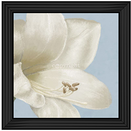 FL017 White amaryllis I