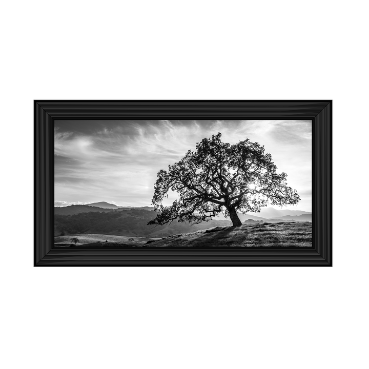 Lone tree black and white