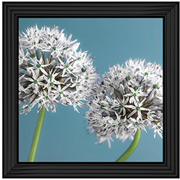 Two Allium flowers