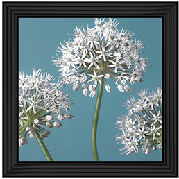 FL043 Three Alliums