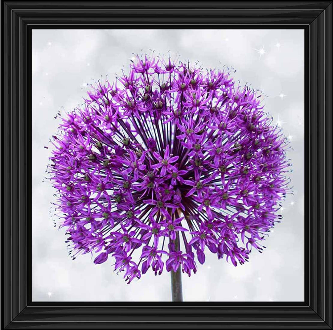 FL493 PURPLE ALLIUM